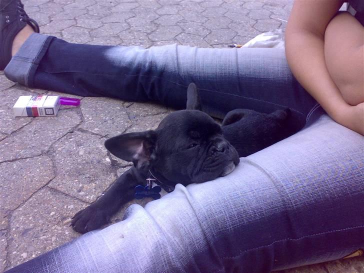 Fransk bulldog Toby 3-benet R.I.P - Her er jeg dagen efter min menneskemor kørte 10 timer for at hente mig :) billede 5