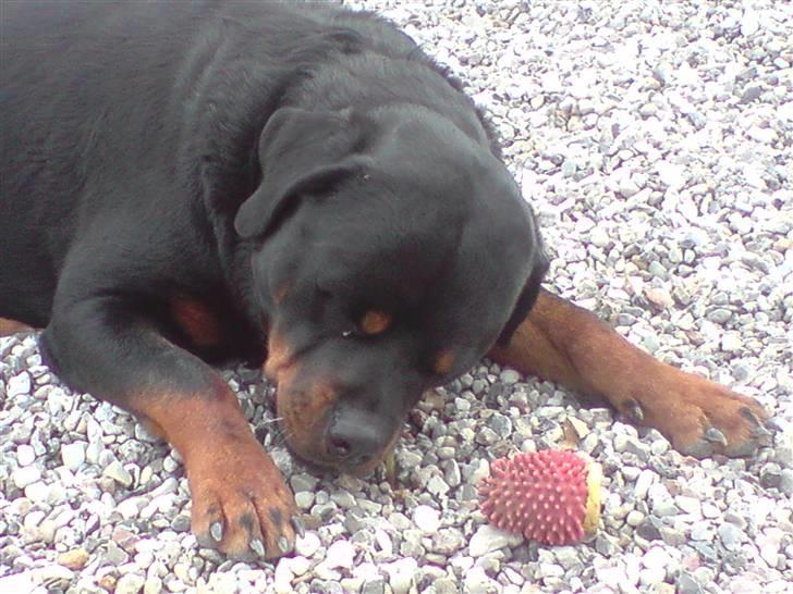 Rottweiler  . Gizmo Vom Dornenhof billede 4