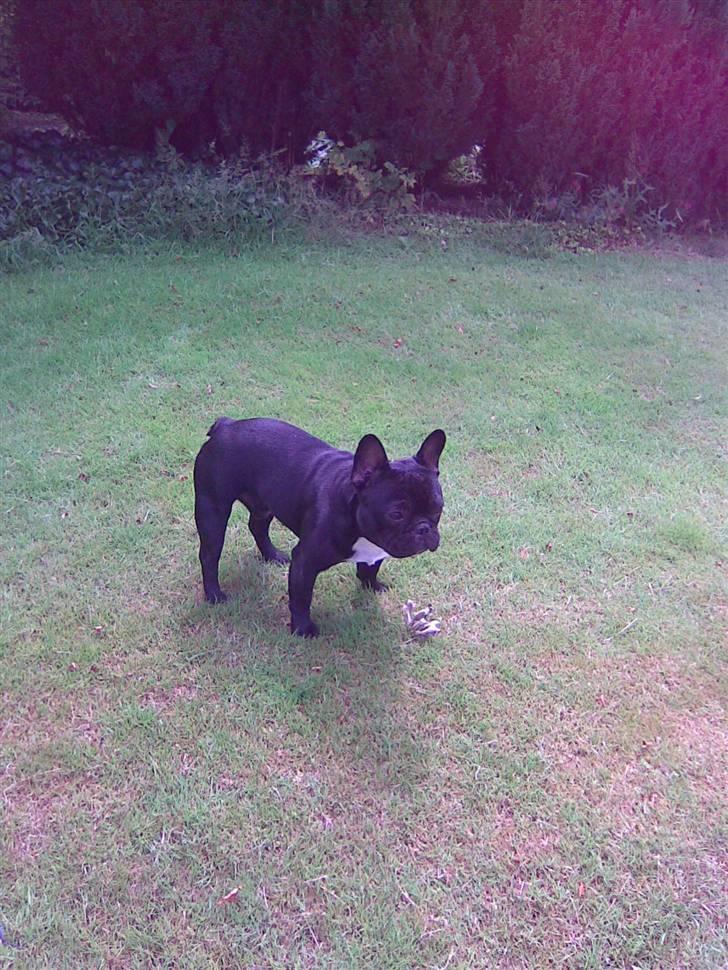 Fransk bulldog Thor - Thor leger i haven. billede 1