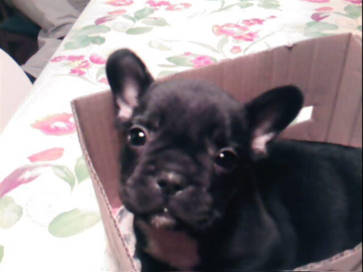 Fransk bulldog Thor - Thor i en lille vinkasse,samme aften som vi har fået ham. billede 2