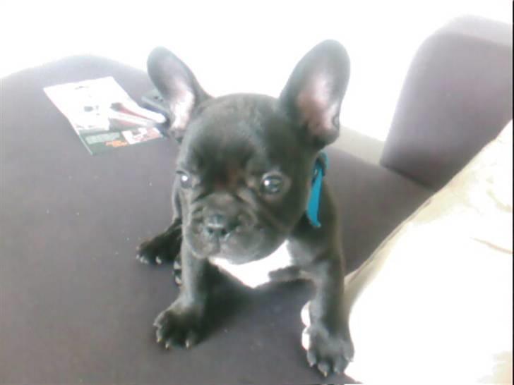 Fransk bulldog Thor billede 3