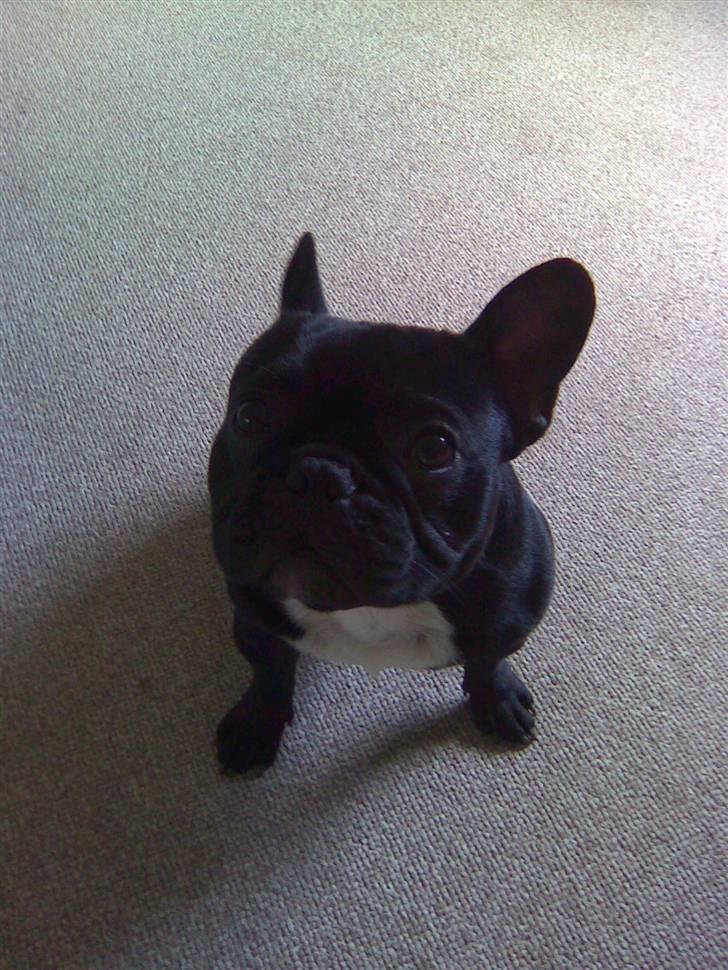 Fransk bulldog Thor billede 4