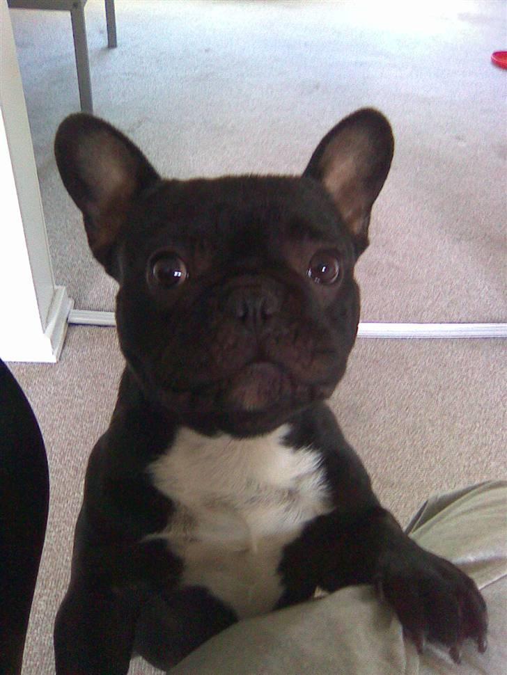 Fransk bulldog Thor billede 5