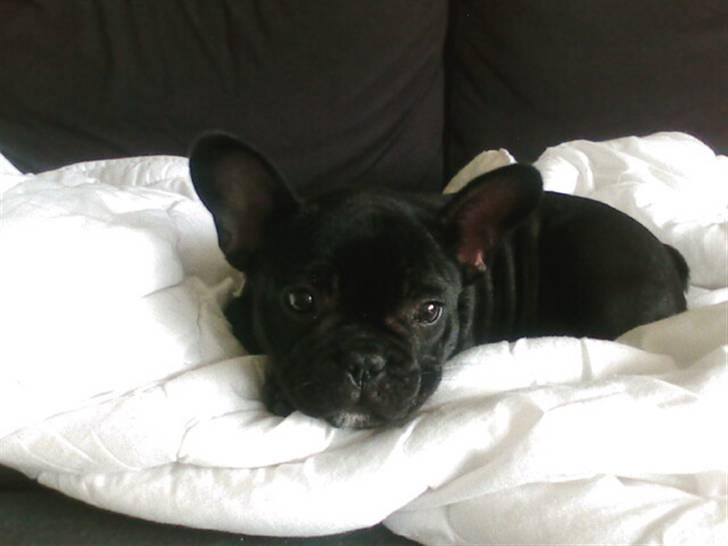 Fransk bulldog Thor - Thor tager en lur i sofaen. billede 6