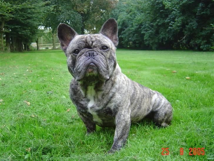 Fransk bulldog Ludvig (Miccalah Bastian) billede 1