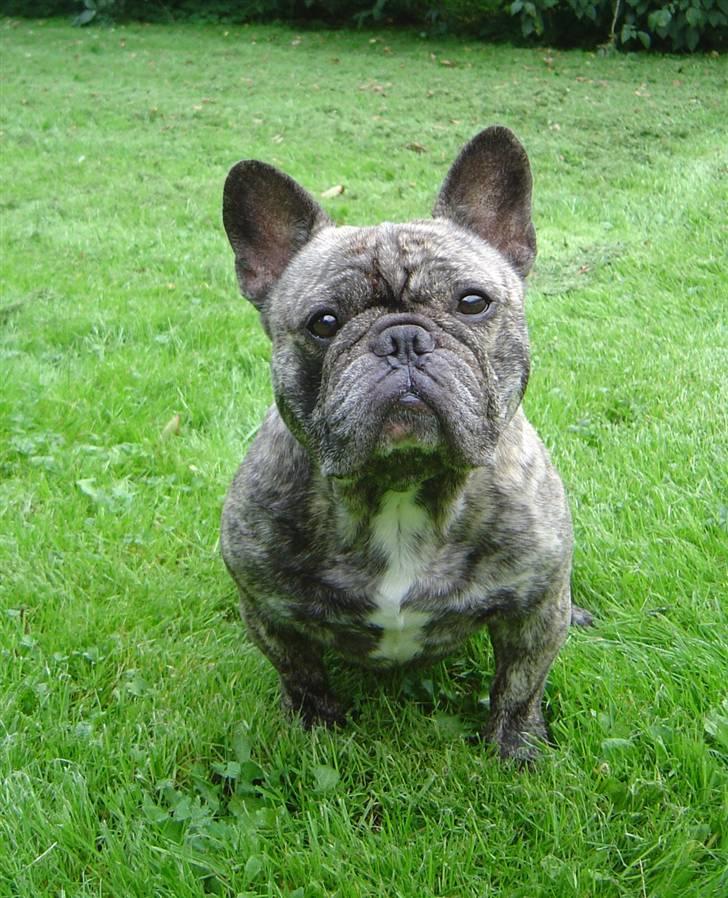 Fransk bulldog Ludvig (Miccalah Bastian) billede 2