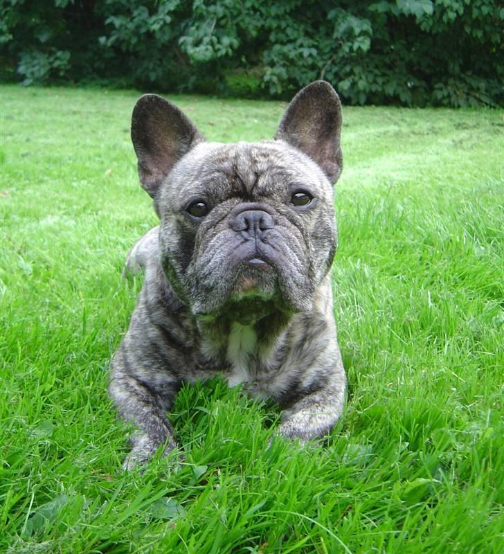 Fransk bulldog Ludvig (Miccalah Bastian) billede 3