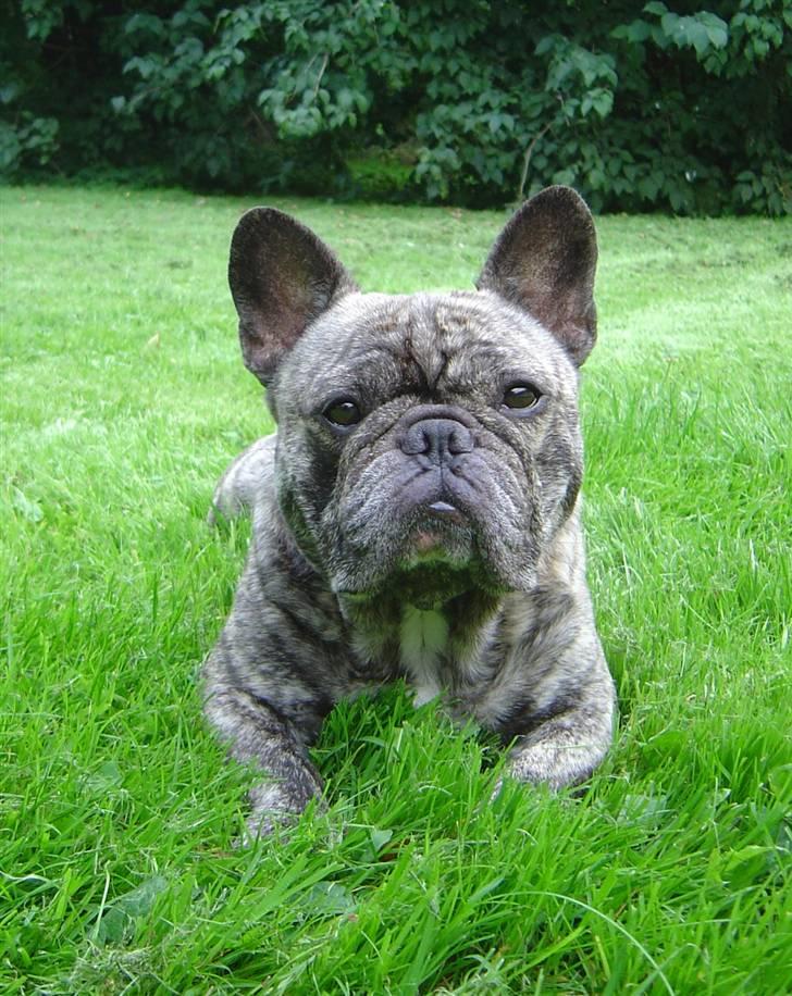 Fransk bulldog Ludvig (Miccalah Bastian) billede 4