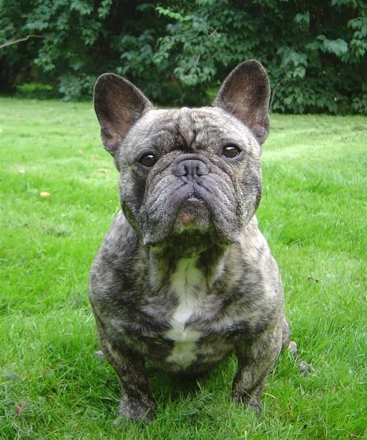 Fransk bulldog Ludvig (Miccalah Bastian) billede 5