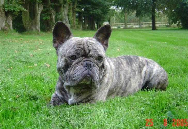Fransk bulldog Ludvig (Miccalah Bastian) billede 6