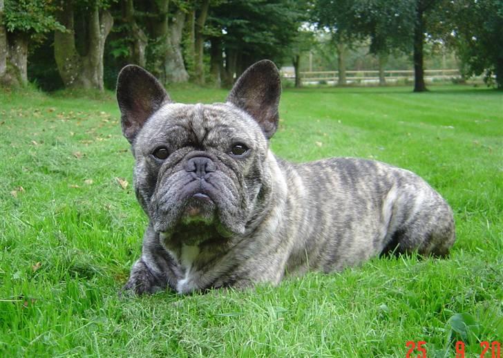 Fransk bulldog Ludvig (Miccalah Bastian) billede 7