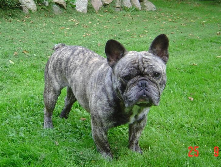 Fransk bulldog Ludvig (Miccalah Bastian) billede 8