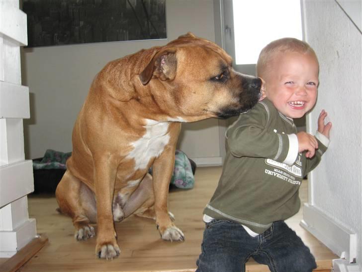 Amerikansk staffordshire terrier Cosmo (Tyson) R.I.P 30-6-2011 billede 15