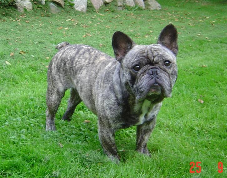 Fransk bulldog Ludvig (Miccalah Bastian) billede 9
