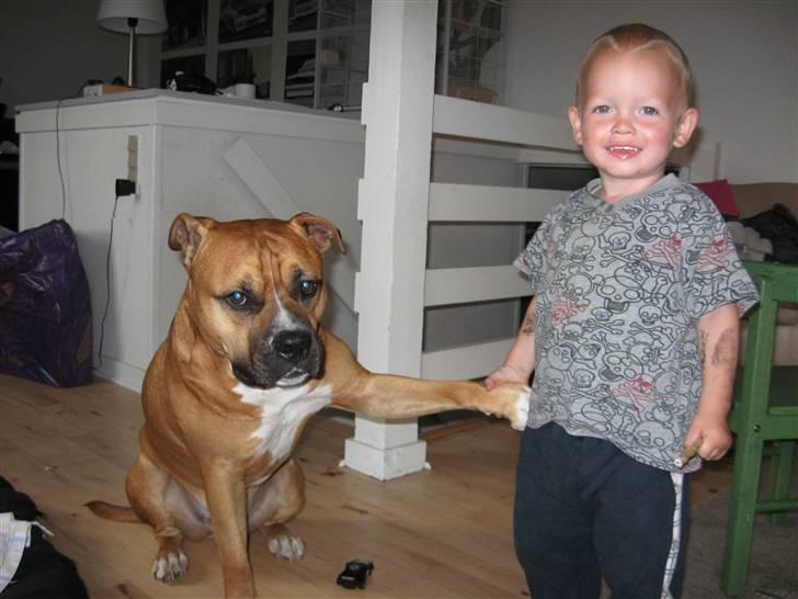 Amerikansk staffordshire terrier Cosmo (Tyson) R.I.P 30-6-2011 billede 16