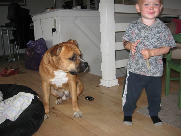 Amerikansk staffordshire terrier Cosmo (Tyson) R.I.P 30-6-2011 billede 17