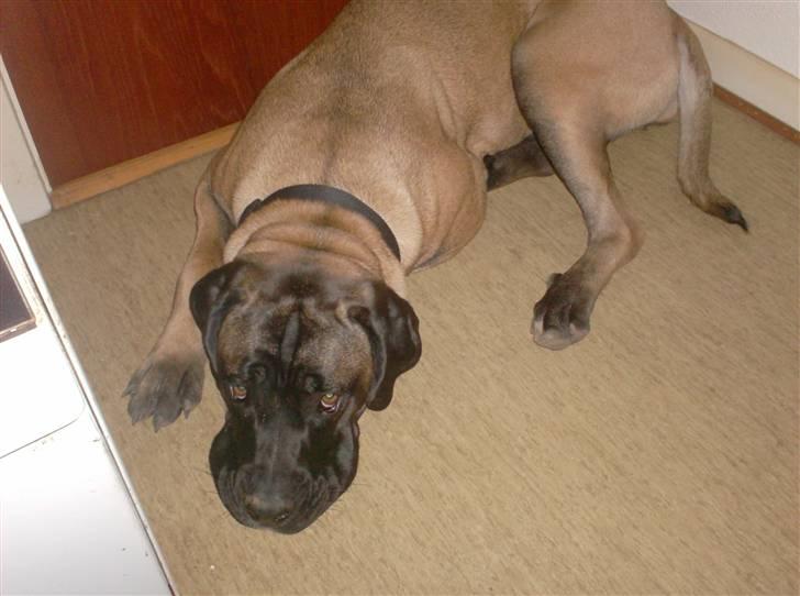 Blanding af racer Maggie *Solgt* himmelhund billede 5