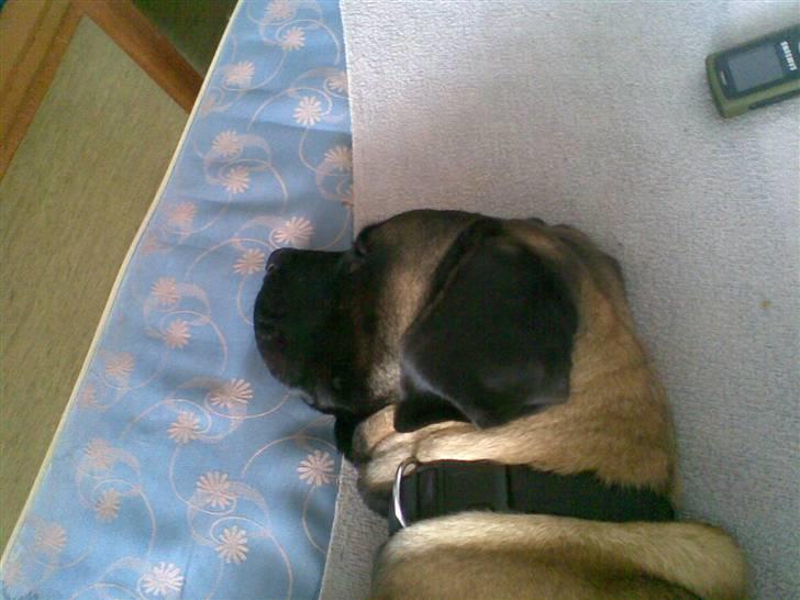 Blanding af racer Maggie *Solgt* himmelhund billede 6