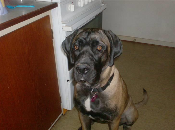 Blanding af racer Maggie *Solgt* himmelhund billede 7