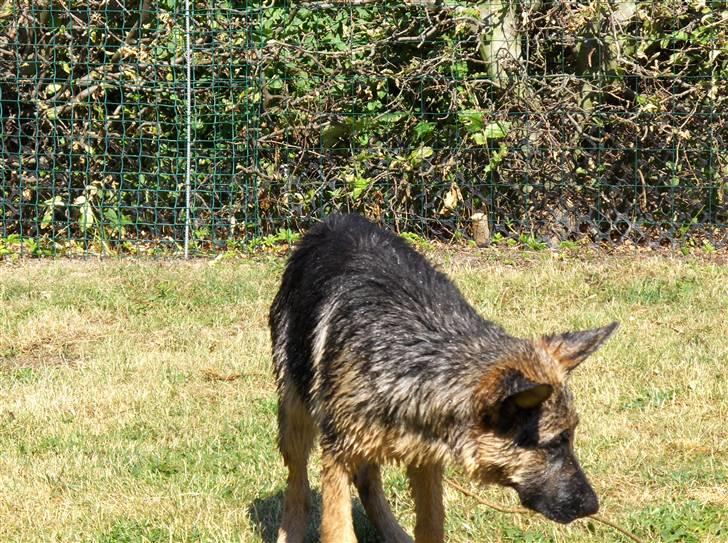 Schæferhund coco  - her leger jeg med vand skønt billede 8