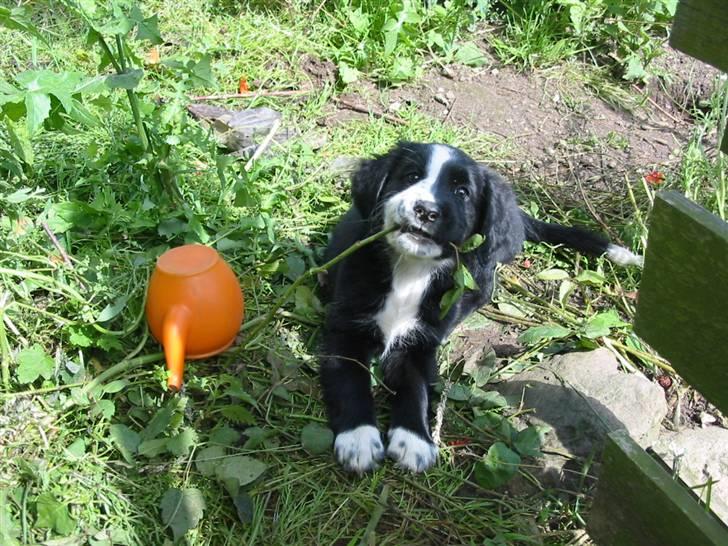 Blanding af racer Bailey billede 16