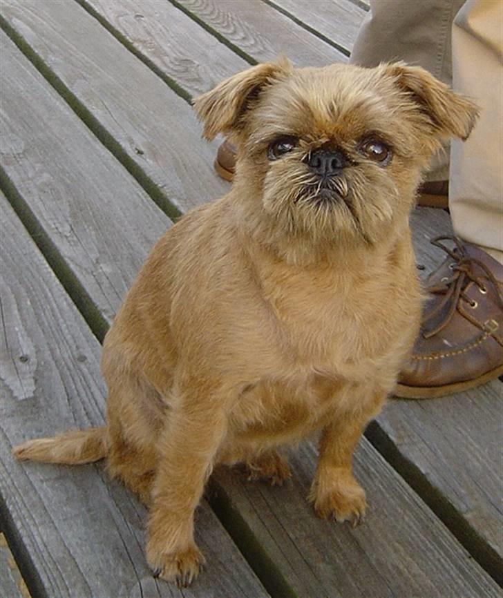 Griffon bruxellois Rosa - Rosa af Havnsø  Mølle billede 1