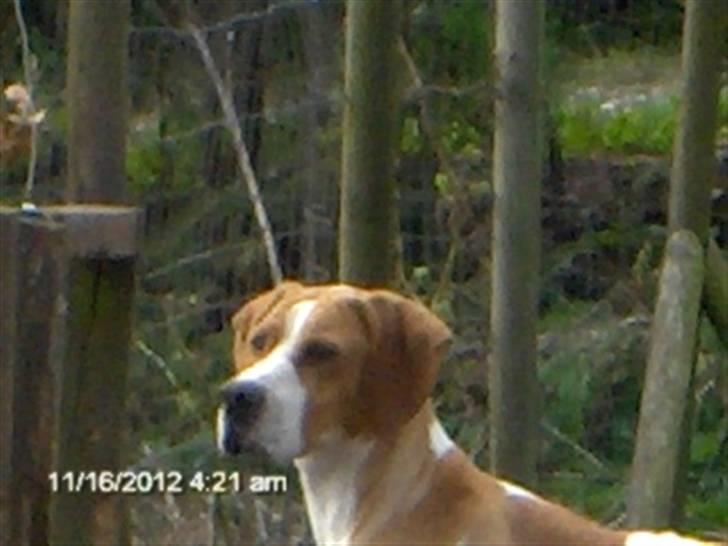 Pointer Donna gives bort billede 1