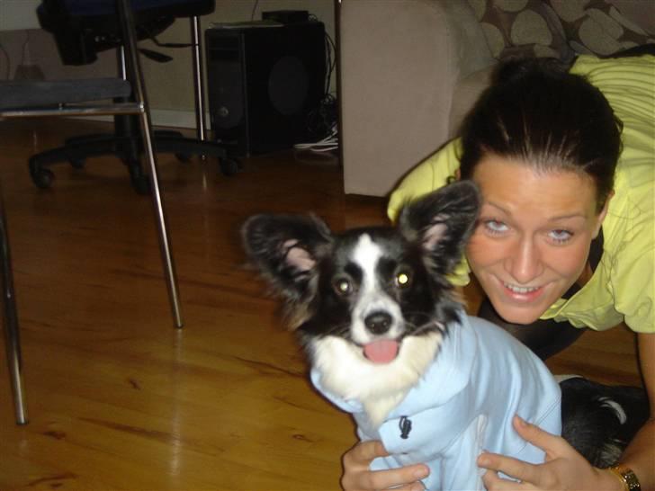 Papillon Kiddo billede 11