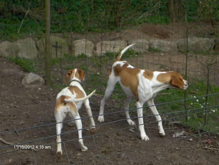 Pointer Donna gives bort billede 2