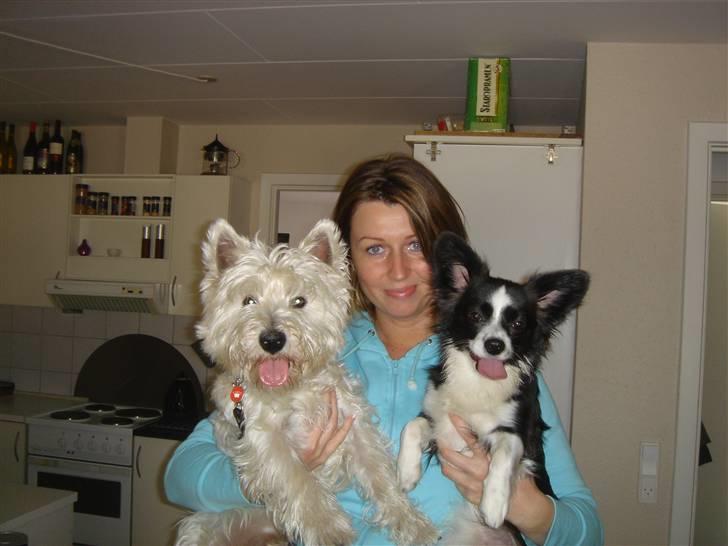 Papillon Kiddo billede 12