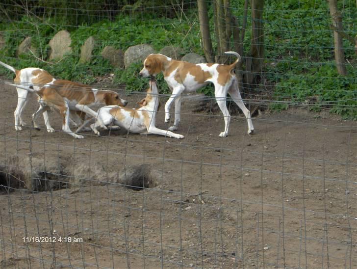 Pointer Donna gives bort billede 3