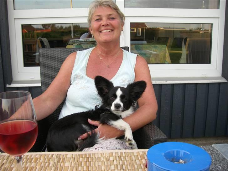 Papillon Kiddo billede 13