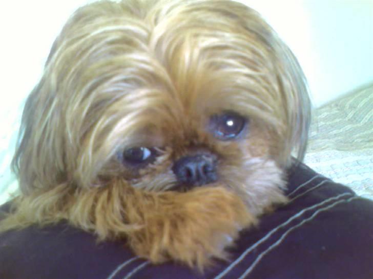 Griffon bruxellois Rosa - Rosa som blondine billede 2