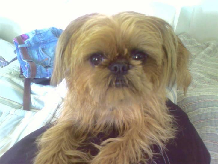 Griffon bruxellois Rosa billede 3