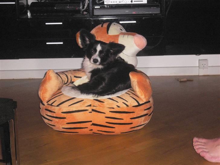 Papillon Kiddo billede 14