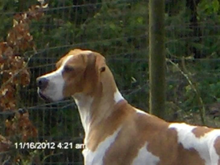 Pointer Donna gives bort billede 4