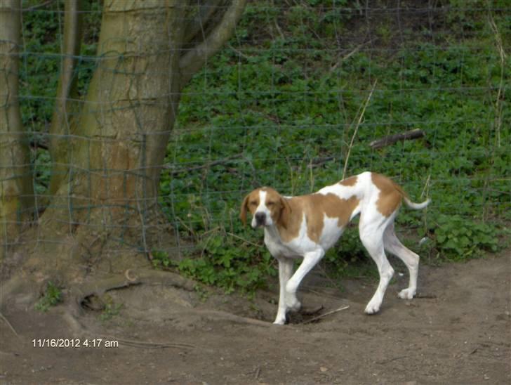 Pointer Donna gives bort billede 5