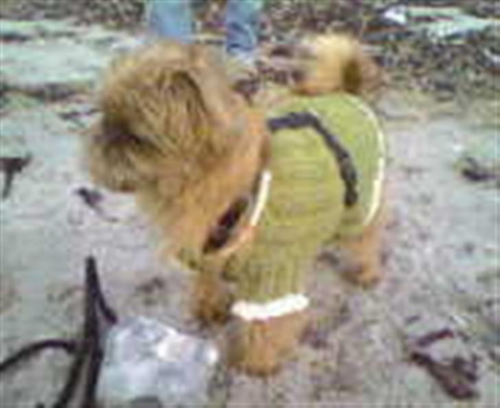 Griffon bruxellois Rosa - Blondekanten kunne jeg godt undvære ! billede 4