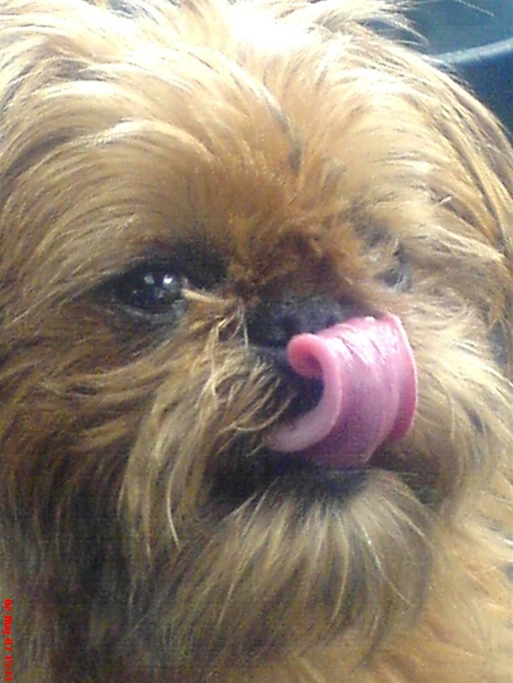 Griffon bruxellois Rosa - Jaaaaa ! Jeg fik den ! billede 5