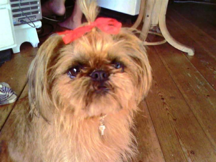 Griffon bruxellois Rosa - Måtte bare se om rødt klædte mig ! billede 6