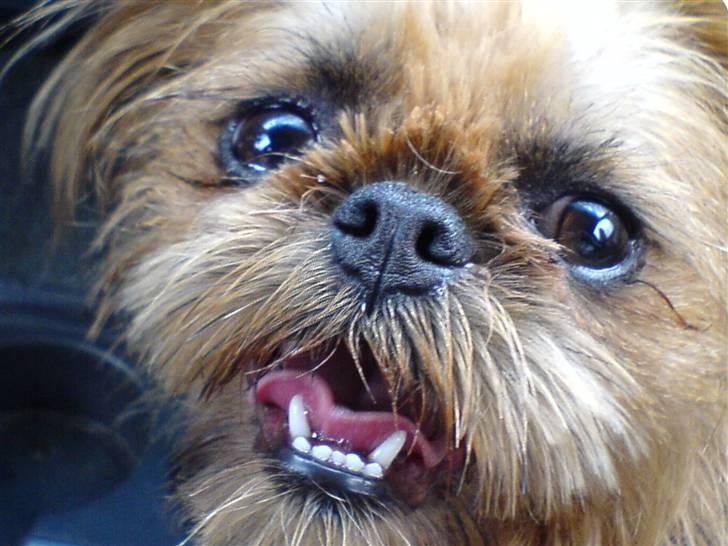 Griffon bruxellois Rosa - efter jeg har fået trukket 4 ekstra hjørnetænder ud !  billede 7