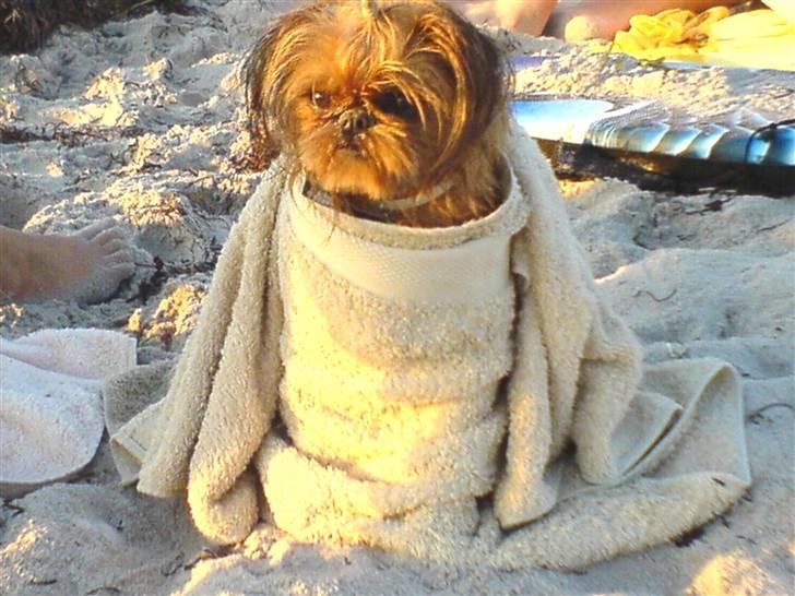 Griffon bruxellois Rosa - Jeg elsker at aftenbade ! billede 8