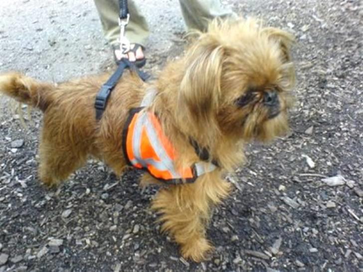 Griffon bruxellois Rosa - Besdt at være trafik sikker.... billede 9