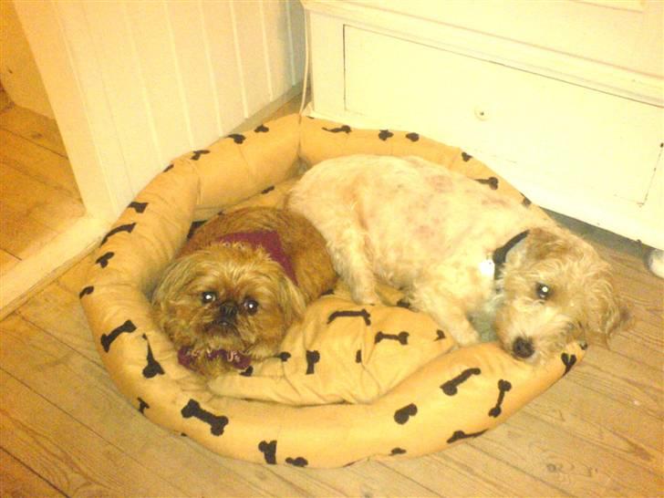 Griffon bruxellois Rosa - Min gode veninde Frida ! billede 10