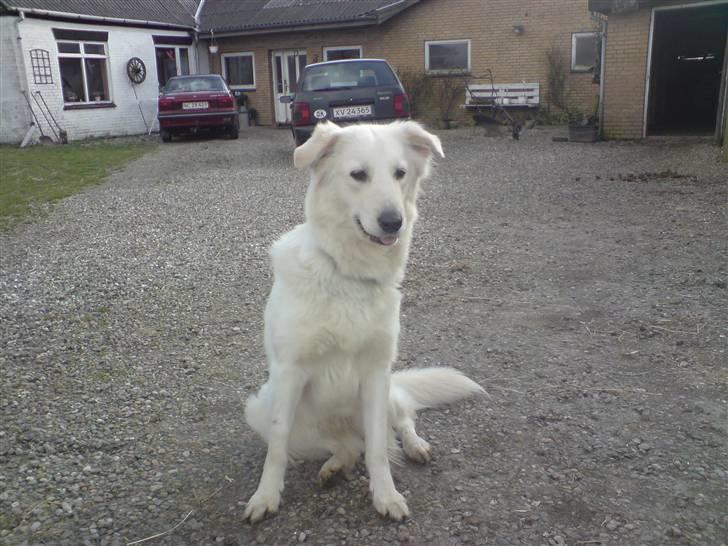 Blanding af racer Nordhusets Gina billede 1