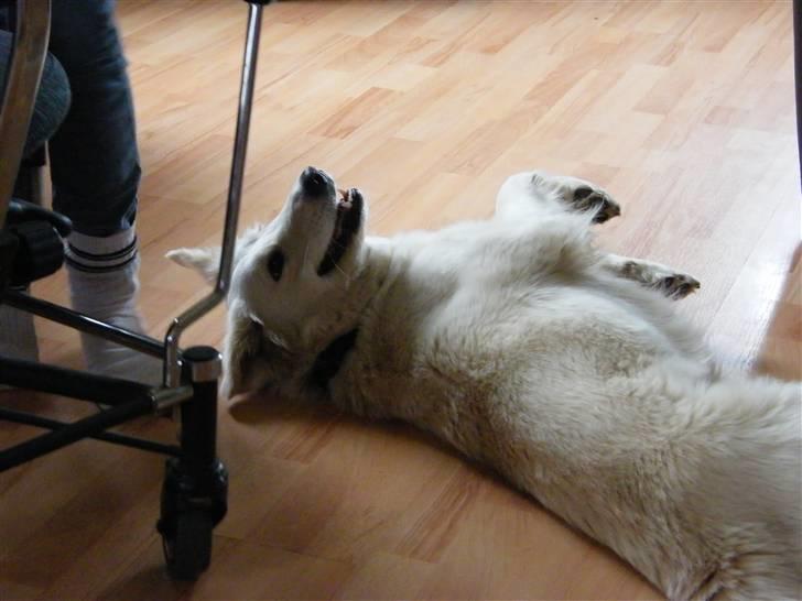 Blanding af racer Nordhusets Gina billede 3