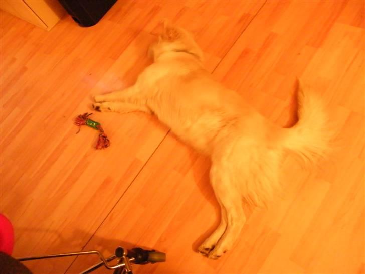 Blanding af racer Nordhusets Gina billede 4