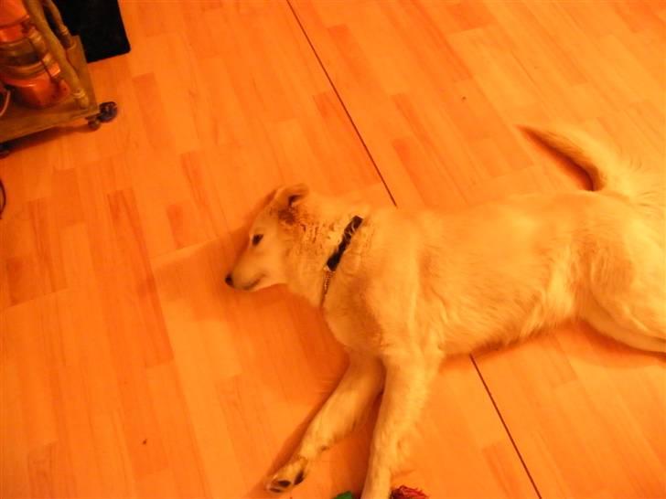 Blanding af racer Nordhusets Gina billede 6