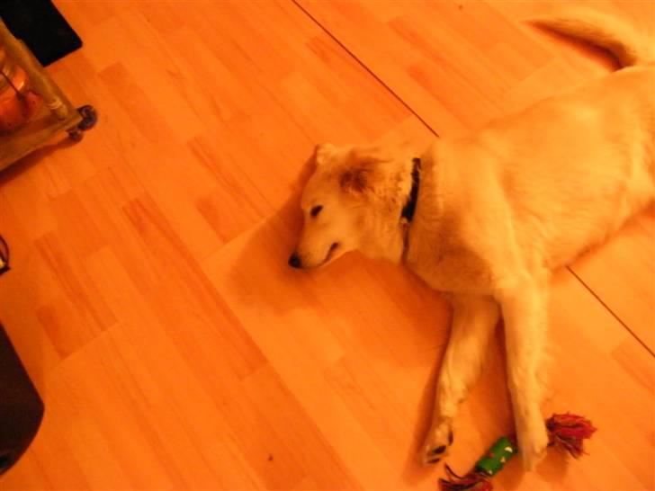 Blanding af racer Nordhusets Gina billede 8