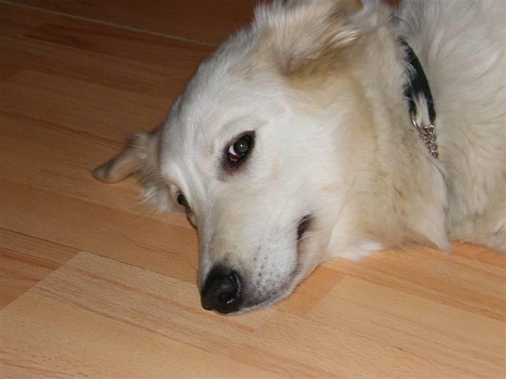 Blanding af racer Nordhusets Gina billede 9